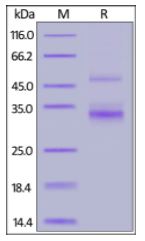 Human TACI/TNFRSF13B, Fc Tag on SDS-PAGE under reducing (R) condition. The gel was stained overnight with Coomassie Blue. The purity of the protein is greater than 90%.